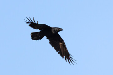 Common raven