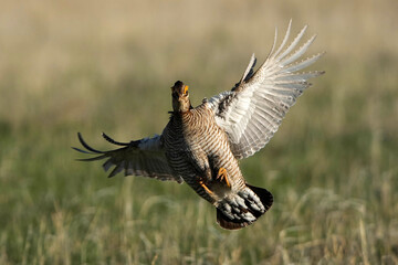 Lesser Prairie Chicken