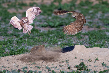 Burrowing owls protecting their hole