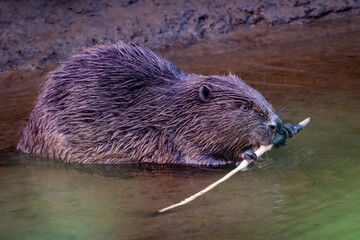 Eurasian beaver (Castor fiber) feeding on a stick, River Tay, Perthshire. Reintroduced species to Scotland. 