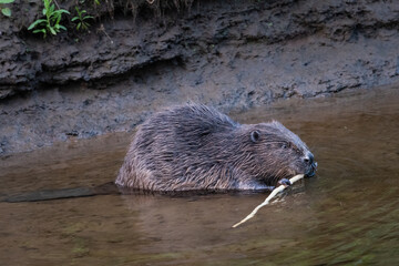 Eurasian beaver (Castor fiber), River Tay, Perthshire. Reintroduced species to Scotland. 