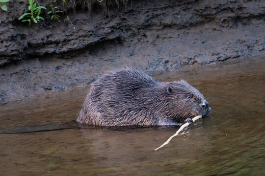 Eurasian beaver (Castor fiber), River Tay, Perthshire. Reintroduced species to Scotland. 
