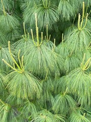 Full frame of pine tree long needles. Green textured background with evergreen tree branches.