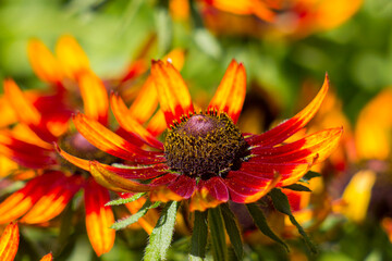 rudbeckia flowers in the garden - close up
