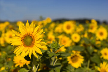 Sunflowers (helianthus) in a field - summertime