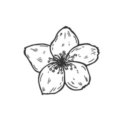 Apricot or peach blossom flower sketch