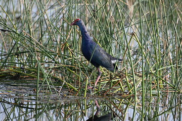 A grey headed swamp hen is seen standing on the strands of tall grass in the midst of wetlands lake