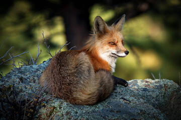 Red fox - Colorado