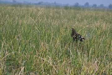 A greater spotted eagle is seen standing guard to its nest in the midst of a wetland lake