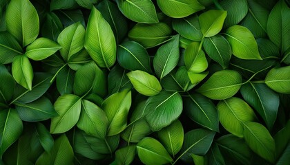 Obraz premium elegant green leaves background design