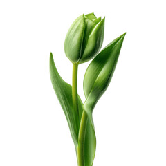 Fototapeta premium Unfurling Green Tulip Bud - Springtime Botanical Close-Up