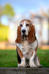 Portrait of a Basset Hound standing in a garden