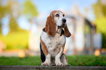 Portrait of a Basset Hound standing in a garden
