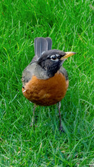 An American Robin foraging on grassland
