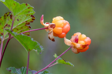 Cloudberry