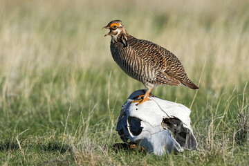 Lesser Prairie Chicken