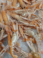 Prawns on ice in the supermarket
