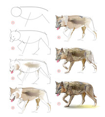 How to learn to draw an imaginary sketch of a wild gray wolf. Creation step by step watercolor painting. Educational page for artists. Develop artistic skills. Hand drawn vector illustration.