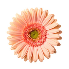 A single pink gerbera daisy flower with delicate petals and a vibrant yellow-green center.