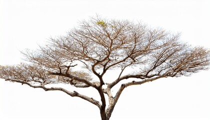 dry tree branch isolated on white background