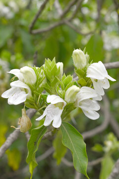 A green Plant of Justicia adhatoda vasica or malabar nut plant in selective focus and background blur, the white Justicia adhatoda blossom in spring, Chakwal, Punjab, Pakistan