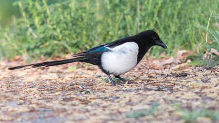 black winged blackbird