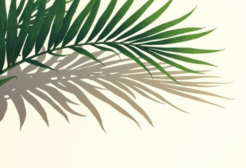 Green palm leaf casting a beautiful shadow on a light background