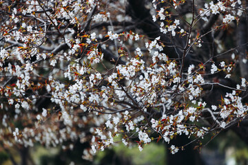 Cherry blossom season in Japan, hanami in park, blooming pink sakura, plum and peach trees in the...