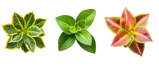 Three colorful leaves with yellow, green, and red shades isolated transparency background