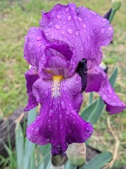 purple iris flower