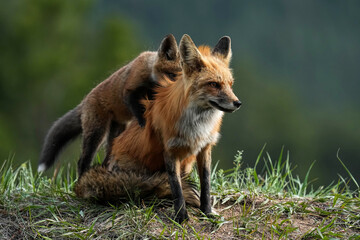Red fox - Colorado