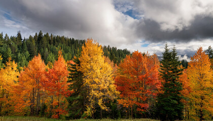 Fototapeta premium a vibrant display of autumn trees with red orange and yellow foliage against a backdrop of green pines and a cloudy sky