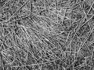 Straw background monochrome