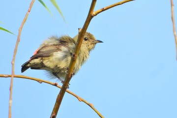 Small Yellow Bird Perched on Branch Vivid Colors Wildlife Photography Nature Scene