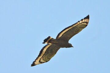 Majestic Mountain Hawk Eagle in Flight Soaring Through Clear Blue Sky