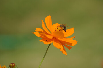 Abeille butinant un cor&eacute;opsis orange en &eacute;t&eacute;
