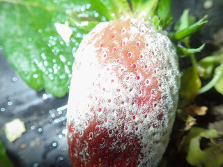 Strawberry fruit with white spot fungus. Gardening, horticulture and organic agriculture concept,...