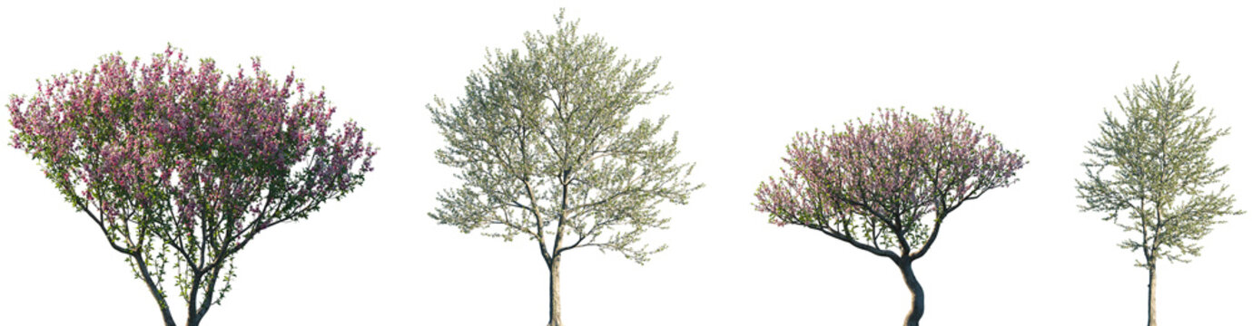 Set of Prunus persica and Prunus avium blossoming frontal street trees isolated png on a transparent background perfectly cutout