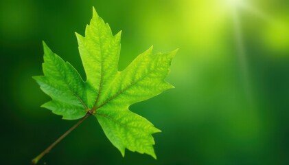 Single beech leaf, crisp detail, vibrant green, isolated , foliage, design, wood