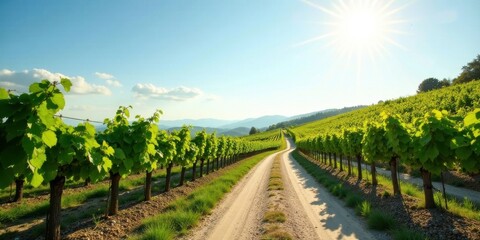 Naklejka premium Sunlit Vineyard Path Winding Through Lush Green Vines on a Bright Day