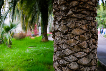 A detailed closeup view of a Palm Trees bark, set against a lush green landscape scenery