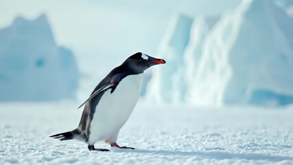 Pingüino caminando sobre el antártico