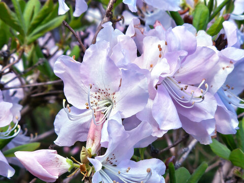 Blooming hybrid Azalea Rhododendron hybridum selection. Purple azalia blossom closeup.