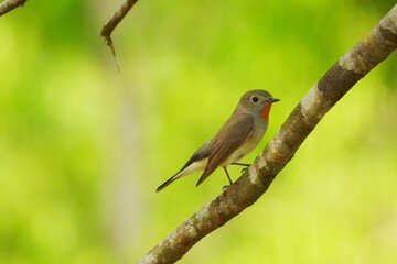 Fototapeta premium Small Asian Brown Bird Perched on Branch Green Background Wildlife Photography