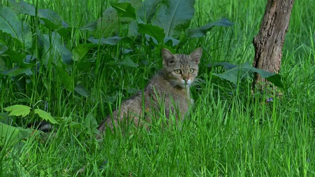 European wildcat / wild cat (Felis silvestris silvestris) hunting in grassland / meadow