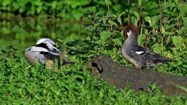 Smew (Mergellus albellus / Mergus albellus) male and female preening feathers on lake shore in spring