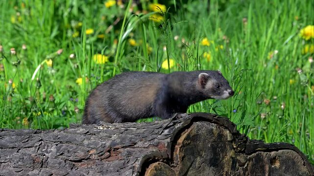 European polecat (Mustela putorius) on the hunt, looking for prey from fallen tree trunk in meadow