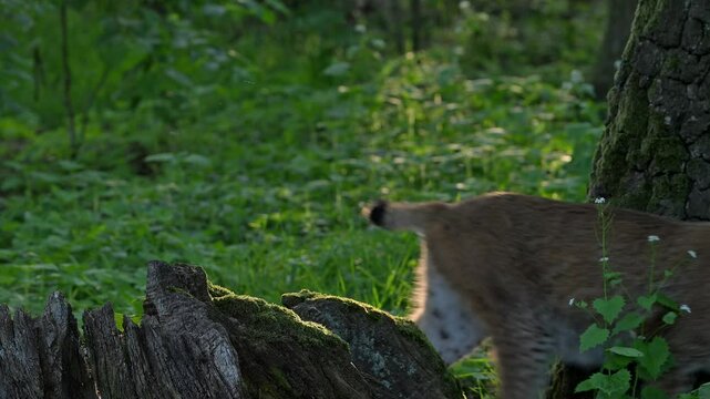 Hunting Eurasian lynx (Lynx lynx) walking past tree stump in forest