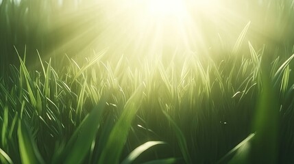 Fototapeta premium Lush green grass field bathed in sunlight's warm glow.