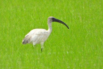 White Ibis Bird in Lush Green Rice Paddy Field Wildlife Nature Scene
